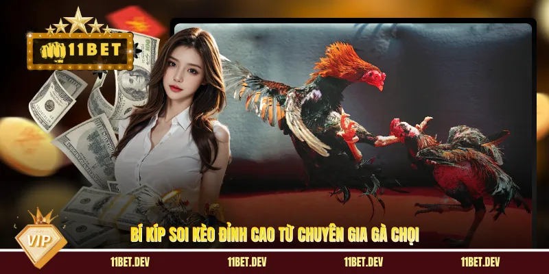 Đá Gà Chọi Cuba - Đấu Trường Sinh Tử Siêu Cuốn Tại 11BET