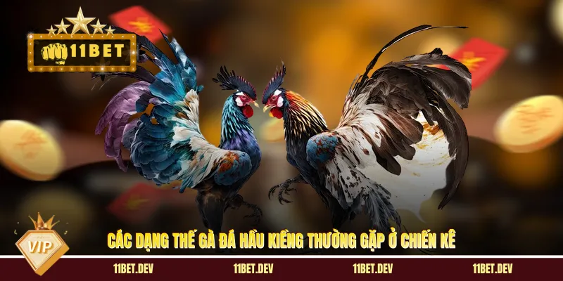 Gà Đá Hầu Kiềng - Thế Đánh Kinh Điển Và Nghệ Thuật Xem Tướng