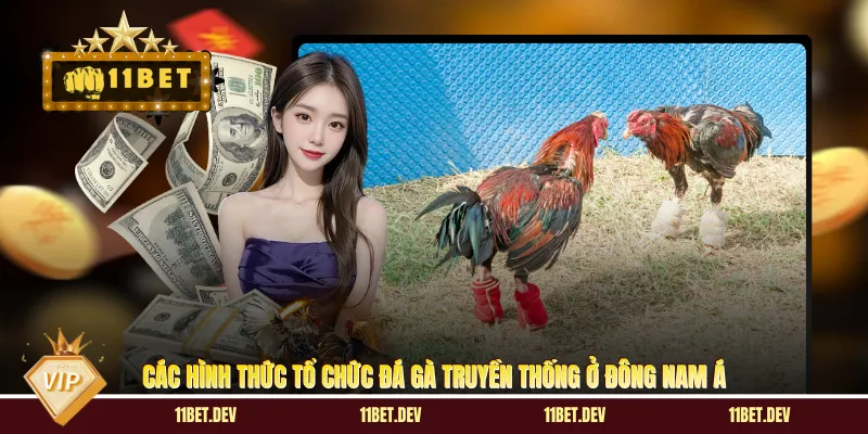 Đá Gà Cựa Sắt - Đấu Trường Thần Kê Nhà Cái Đẳng Cấp
