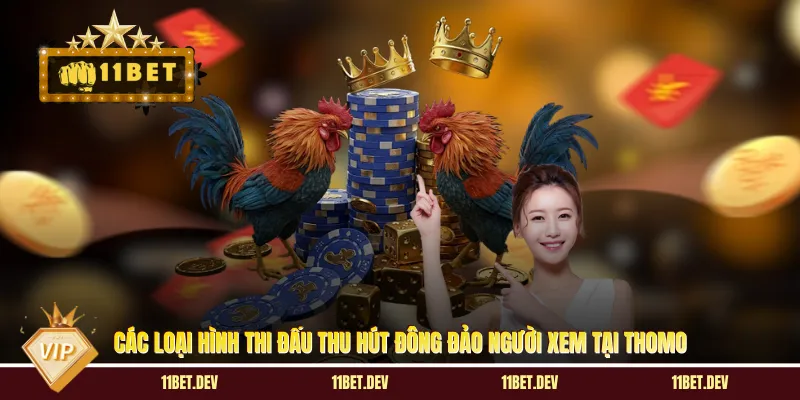 Đá Gà Thomo: Sân Chơi Kịch Tính & Kinh Nghiệm Cược Siêu Hay