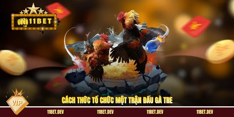 Đá Gà Tre: Kinh Nghiệm Chọn Gà Chiến Và Mẹo Cược Hiệu Quả