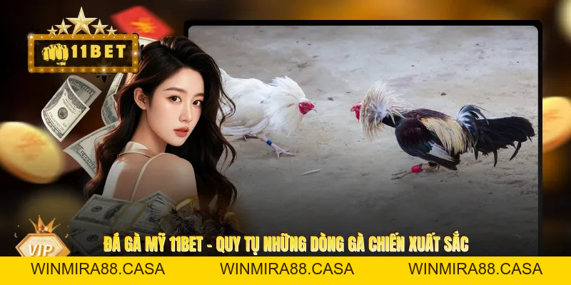Đá Gà Mỹ 11BET - Quy Tụ Những Dòng Gà Chiến Xuất Sắc