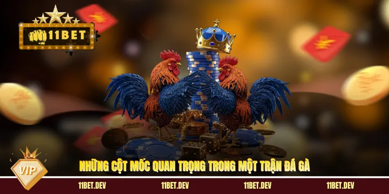 Đá Gà Trực Tiếp: Sân Chơi Giải Trí Nghẹt Thở Và Cuốn Hút