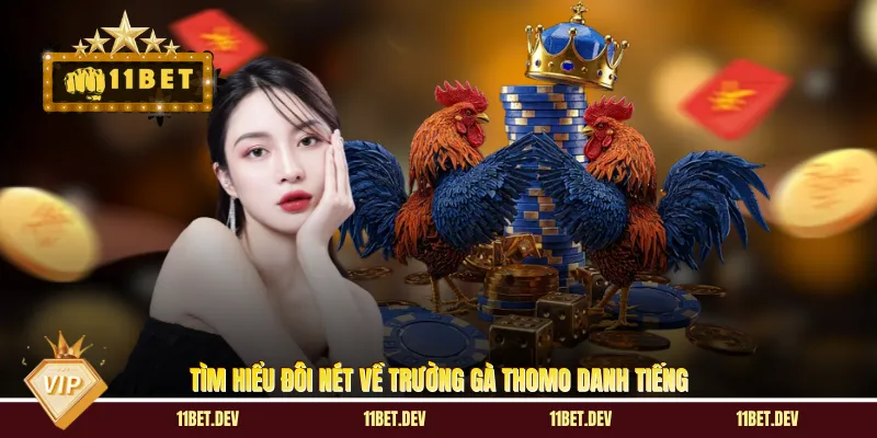 Đá Gà Thomo: Sân Chơi Kịch Tính & Kinh Nghiệm Cược Siêu Hay