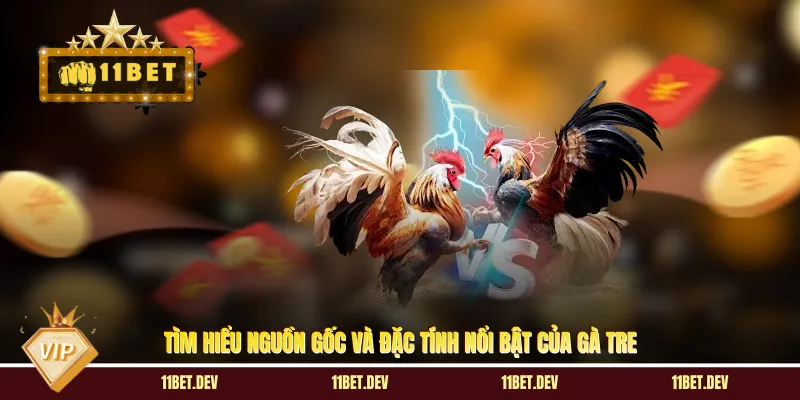 Đá Gà Tre: Kinh Nghiệm Chọn Gà Chiến Và Mẹo Cược Hiệu Quả